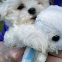 Maltese from A Loving’s Maltese