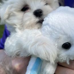 Maltese from A Loving’s Maltese