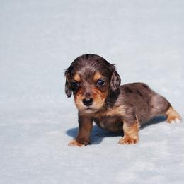 AKC Luigi - Dapple male Dachshund puppy in Billings, Missouri from Bundles of Joy