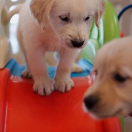 Golden Retriever Puppies from Dani’s Dawgs