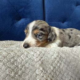 Boy 2 - Piebald male Dachshund puppy in Phoenix, Arizona from Jennifer's Guardian Doxies