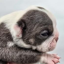 Pickles - Blue tri-color male Bulldog puppy in Elliottsburg, Pennsylvania from Pappy's Bulldogs