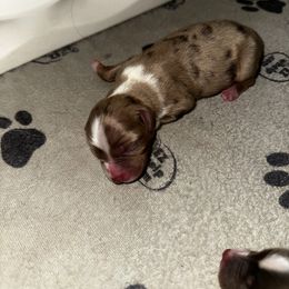 Jasper - Red merle male Toy Australian Shepherd puppy in Asheboro, North Carolina from Stellar Aussies