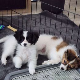 Girl 1 - White and black Papillon puppy in Plano, Texas from Enchanting Papillons