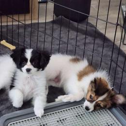 Girl 1 - White and black Papillon puppy in Plano, Texas from Enchanting Papillons