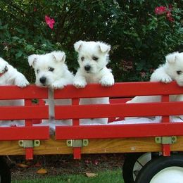West Highland White Terrier Puppies from Cascading Westies