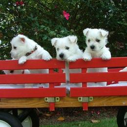 West Highland White Terrier Puppies from Cascading Westies