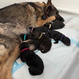 Gold Male - Sable male German Shepherd puppy in Saratoga Springs, Utah from Vom Stille Teufelshunde Kennels