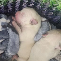 White Lab Puppy - Yellow female Labrador Retriever puppy in Arizona from Lily's White Labs