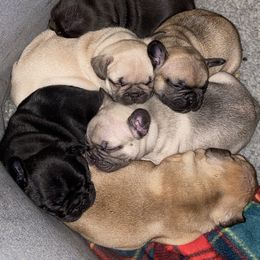 French Bulldog Puppies from NC French Kiss-A-Bulls
