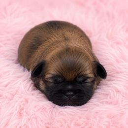 Summer - Red female Shih Tzu puppy in Tallahassee, Florida from Bows and Bow Ties