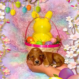 Peaches - Red  female Goldendoodle puppy in Kissimmee, Florida from Poodle Doodle Kennels