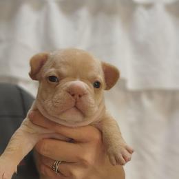 Winter - White and fawn female French Bulldog puppy in San Antonio, Texas from Chary's Elite Frenchies