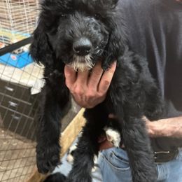 Elena - Black and white Sheepadoodle puppy in Eleva, Wisconsin from Molly’s Doodles
