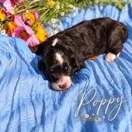 Poppy - Tri-color female Bernedoodle puppy in Burbank, Ohio from Berns & Doodles