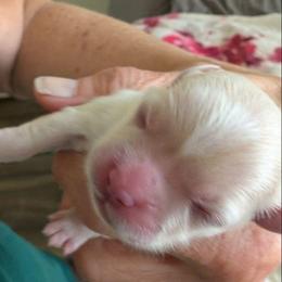 Jamie - Cream female Lhasa Apso puppy in Fort Worth, Texas from Cynthia's Lhasa Apsos
