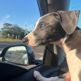 Dutchess (Girl 2) - White and blue female Italian Greyhound puppy in Brooksville, Florida from Fisher Link