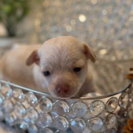 Winnie - Cream female Chihuahua puppy in Seneca, Missouri from Stephanie’s Puppy Colony