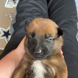 Belgian Malinois Puppies from Pyrex Kennels