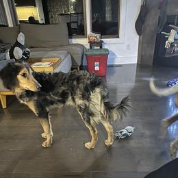 Fancy - Blue merle female Aussiedoodle puppy in Berrien Spring, Michigan from Red Bud Beautiful Doodles