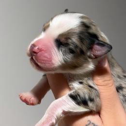 Encore AKC - Blue merle male Australian Shepherd puppy in Polk City, Florida from Skaky Shepherds