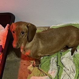 Bitsy - Dachshund