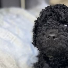 Labradoodles from Pawsome doodles