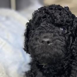Labradoodles from Pawsome doodles