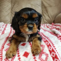 Cavalier King Charles Spaniel Puppies from Heritage Garden Cavaliers