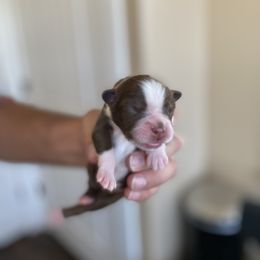 Boy 4 - Miniature Australian Shepherd puppy in Hyrum, Utah from Amie's Aussies & Doodles