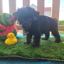 Vhhl male 1 - Black white and tan male Chinese Crested puppy in New Castle, Pennsylvania from Long Haul Cresteds & Long Rotts