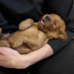 Girl 2 - Irish Setter puppy in Verona, Wisconsin from Anamacara Irish Setters
