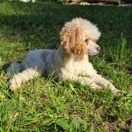 Poodle Puppies from Sarah Lobbestael