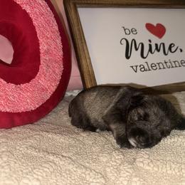 Girl 4 - Salt and pepper female Miniature Schnauzer puppy in Watauga, Texas from Sissy’s Schnauzers