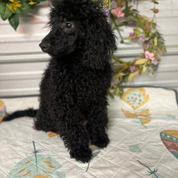 Cayce - Black male Poodle puppy in Elgin, South Carolina from Silver Bells Paw Prints