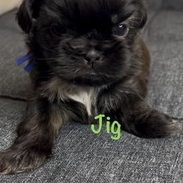 Jig - Chocolate male Shih Tzu puppy in Vernon, New Jersey from Calta’s Cute Shih Tzu