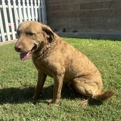 Triton - Chesapeake Bay Retriever