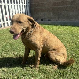 Triton - Chesapeake Bay Retriever