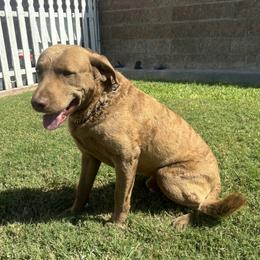 Triton - Chesapeake Bay Retriever