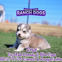 Cruz - Blue male Pomsky puppy in Humeston, Iowa from M.A.R. Dogs
