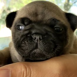 Boy 2 - French Bulldog puppy in La Center, Washington from Frenchies & Labs