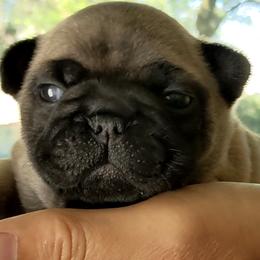 Boy 2 - French Bulldog puppy in La Center, Washington from Frenchies & Labs