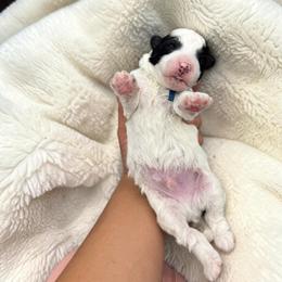 Bernedoodle, Cavapoo, Goldendoodle, Miniature Schnauzer, and Poodle Puppies from Pet Inn Xxweetdoodles
