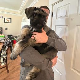 Giant Schnauzer Puppies from House of Roth Giant Schnauzers