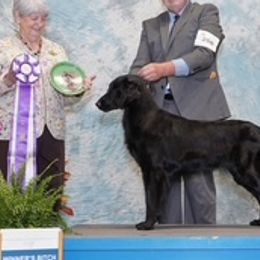 Flat-Coated Retrievers from Banquo