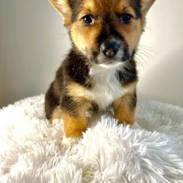 Pembroke Welsh Corgi Puppies from Chaotic Corgi’s