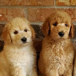 Poodles from Suber Poodles