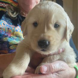 Washington--Grey - Light golden male Golden Retriever puppy in Kenosha, Wisconsin from Gail’s Goldens