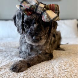 Glinda - Merle female Labradoodle puppy in Adams, Nebraska from Boxcar Doodles and Poodles