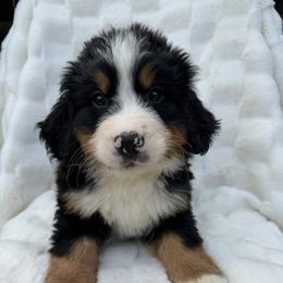 Baloo - Black rust and white male Bernese Mountain Dog puppy in Carroll County, Virginia from Blue Ridge Bernese